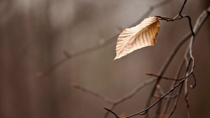 A single brown leaf on a tree branch in autumn