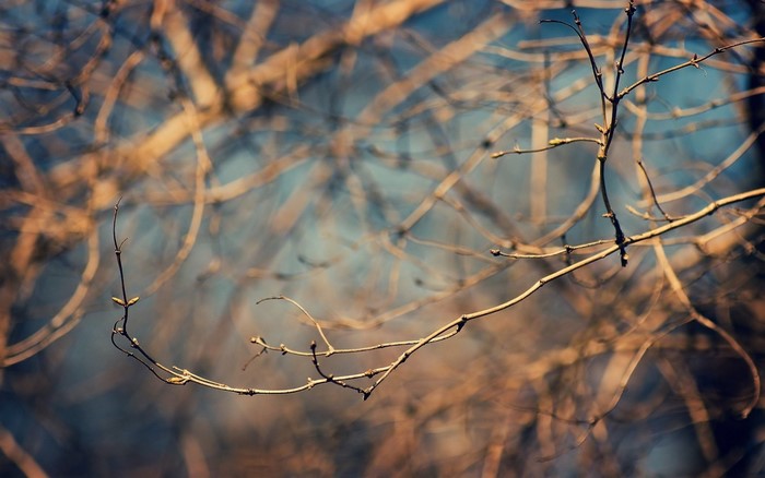 Close-up of bare tree branches with sunlight and bokeh background