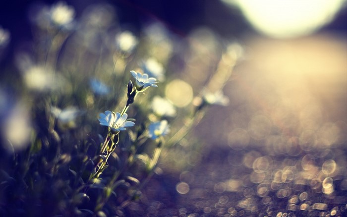 Close-up of small white flowers with bokeh background