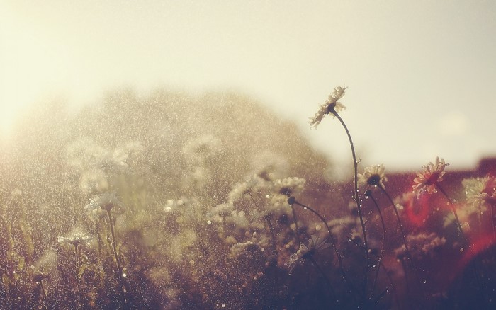 Flowers in sunlight with water drops