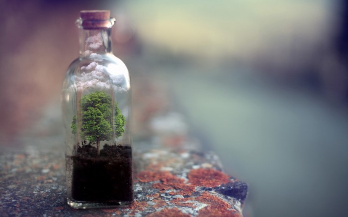 Tree and clouds in a bottle on a rock