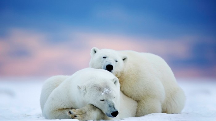 Two polar bears sleeping in the snow
