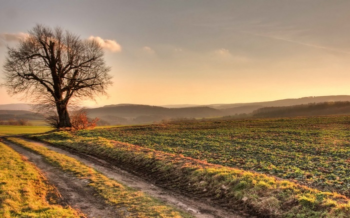 Dirt road next to a field and a bare tree