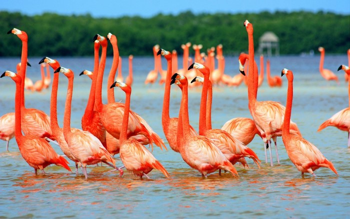 A flock of pink flamingos wading in shallow water