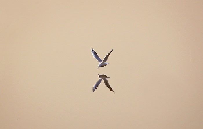 Seagull flying over water with reflection
