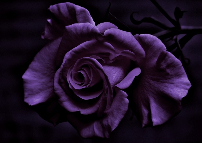 Close-up of Dark Purple Rose in Low Light