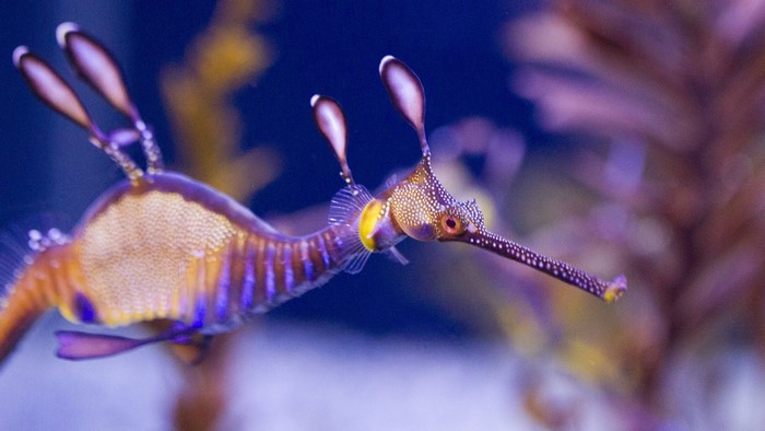 Leafy Sea Dragon Underwater Close Up