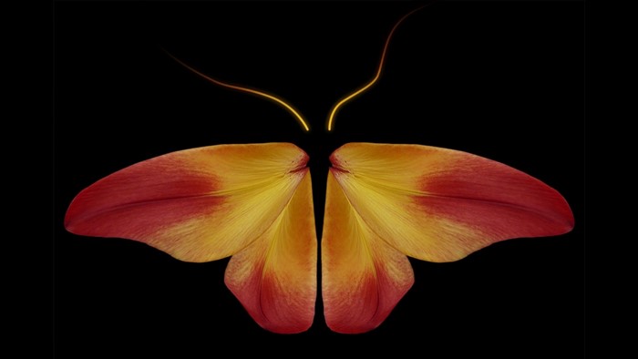 Butterfly made of flower petals on black background