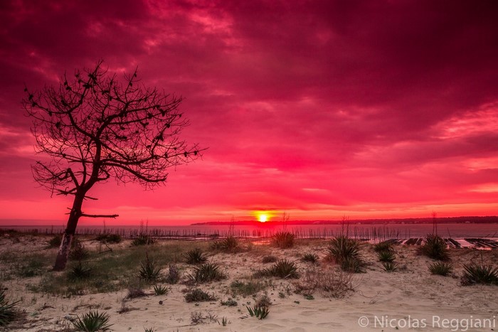 Bare tree on a sandy beach during a vibrant red sunset