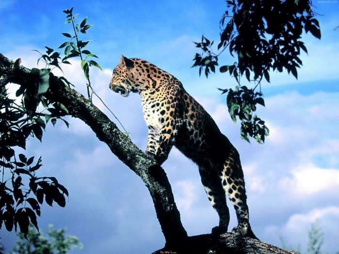 Leopard perched on a tree branch against a cloudy sky