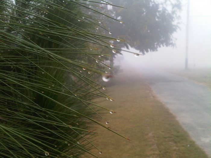 Pine needles with water drops in foggy weather