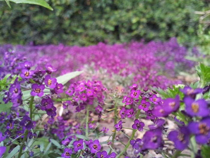 Close-up of purple Alyssum flowers in a garden