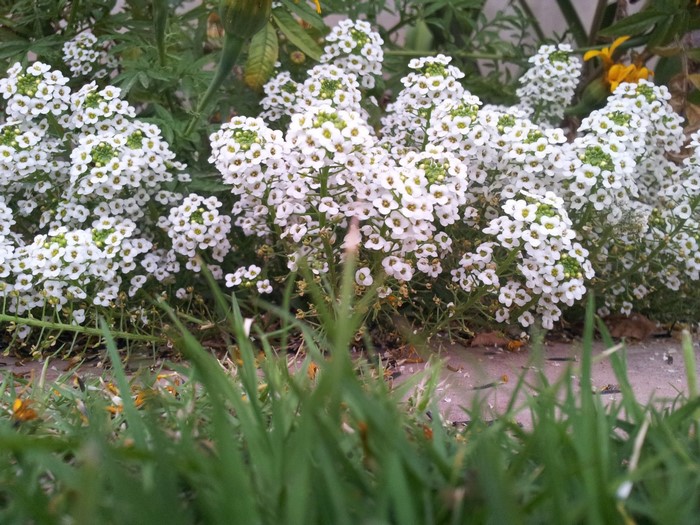 White flowers in a garden with green grass