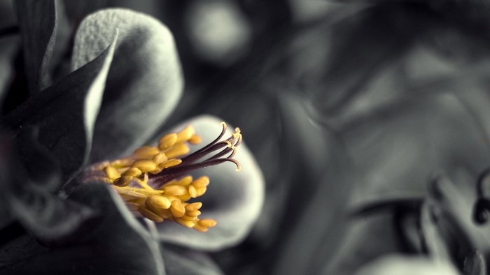 Macro shot of a yellow flower stamen with selective coloring