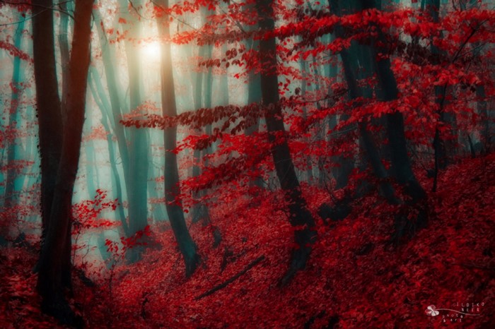 Red leaves in a misty forest with sunlight