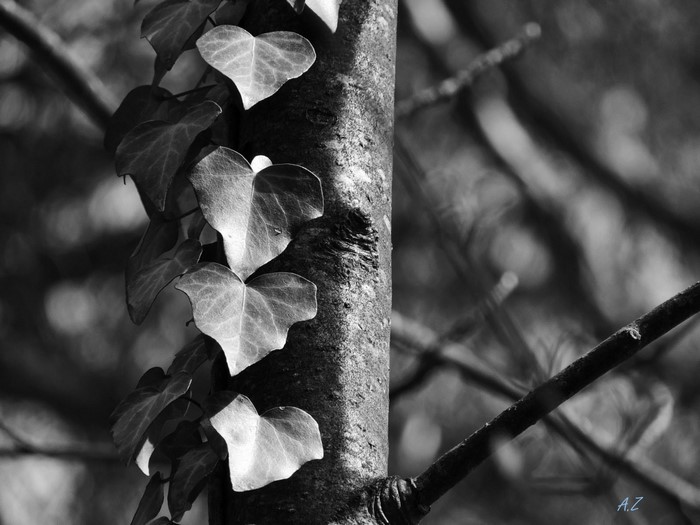 Ivy leaves on a tree trunk in monochrome
