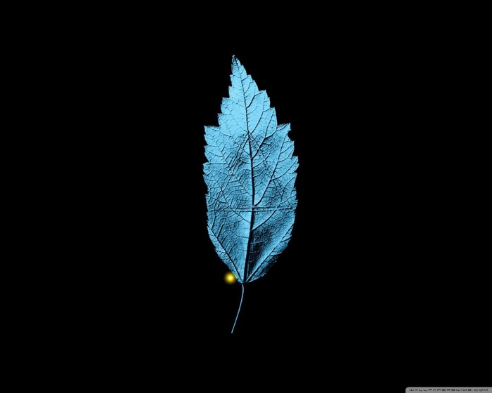 Blue leaf with yellow spot on black background