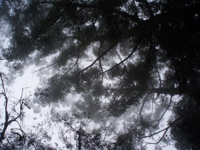 Trees shrouded in mist looking up at the sky