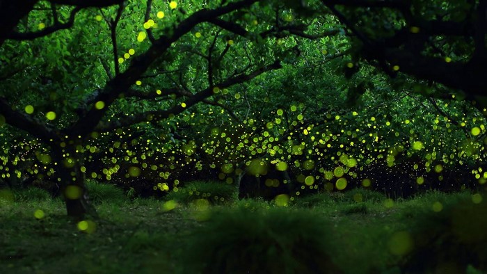 Fireflies illuminating a dark forest at night