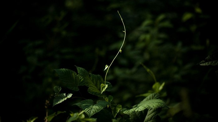 A thin vine with small leaves grows upwards in a dark forest.