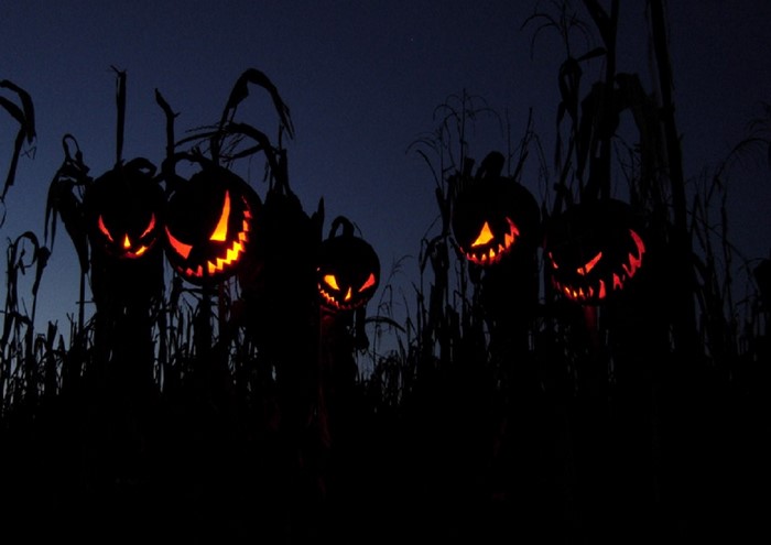 Halloween pumpkins in a cornfield at night