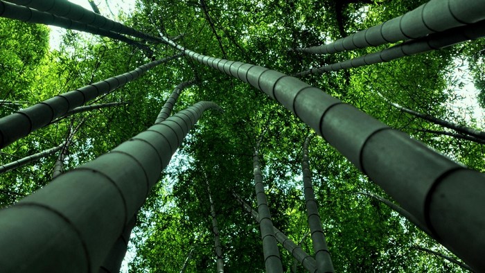 Looking up through a dense bamboo forest