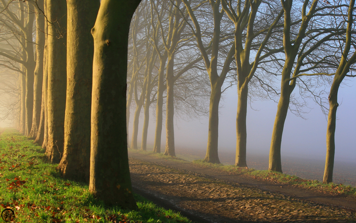 A misty morning path lined with trees