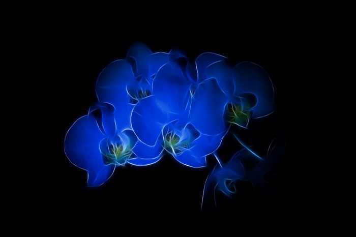 Blue orchids with fractal effect on black background
