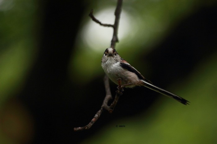 Long-tailed tit perched on a branch