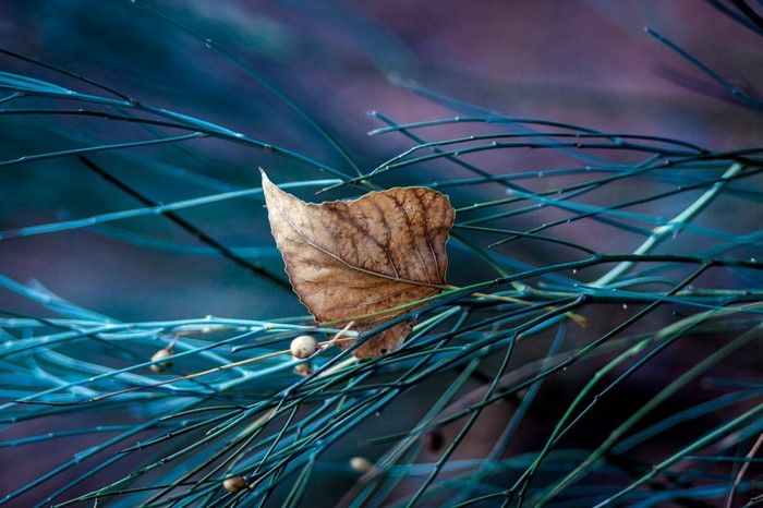Brown leaf on blue branches with shallow depth of field