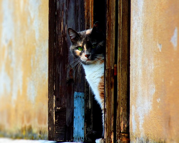 Calico cat peeking through wooden door