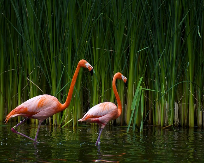Two flamingos wading in water with tall green reeds