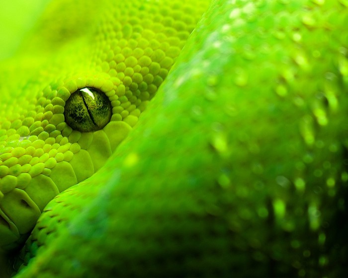 Close-up of a green snake's eye