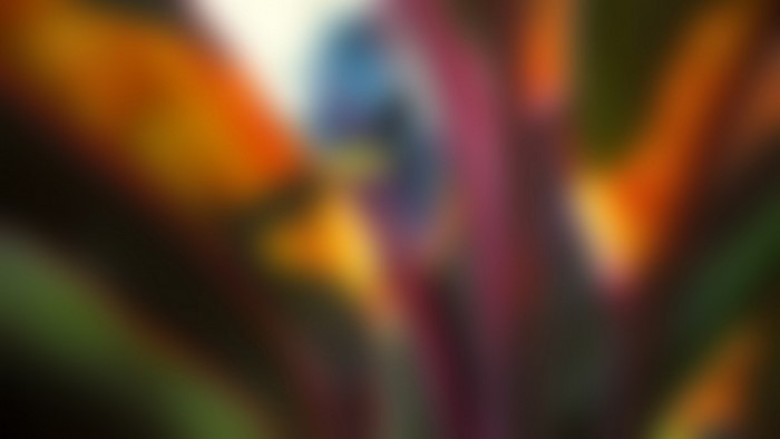 Blurred colorful plant with sunlight
