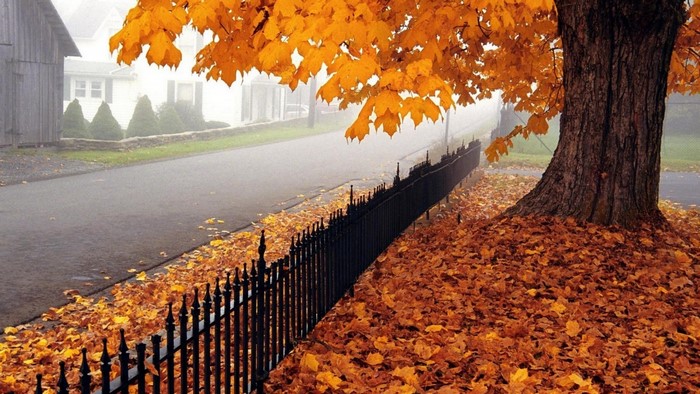Autumn scene with fallen leaves and a tree