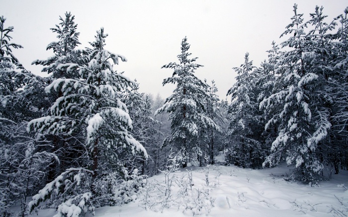 Snow-covered pine forest under a cloudy sky