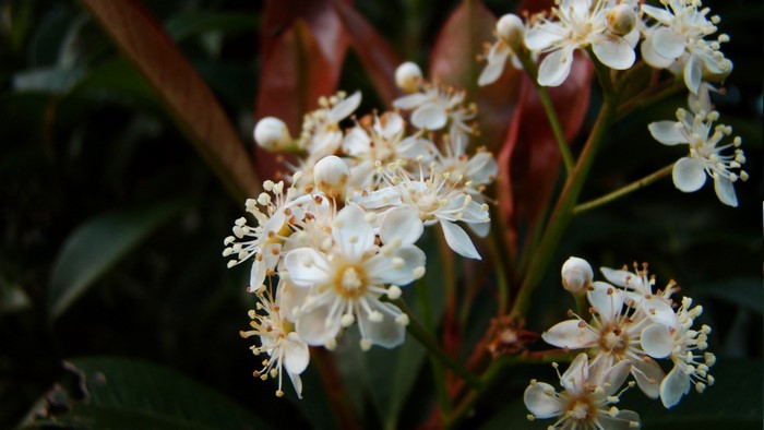 Close-up of white flowers on a branch with red leaves