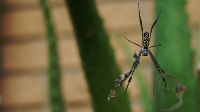 Golden silk orb-weaver spider on a plant stem