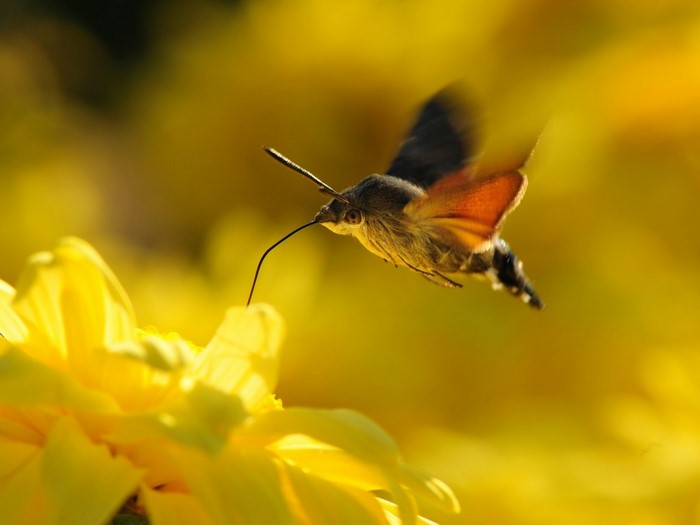Hummingbird moth feeding on yellow flower