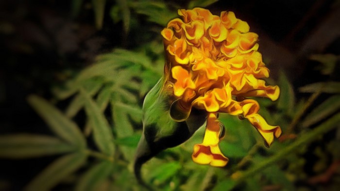 Yellow marigold flower with green leaves