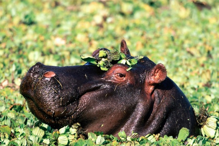 Hippopotamus head emerging from water plants