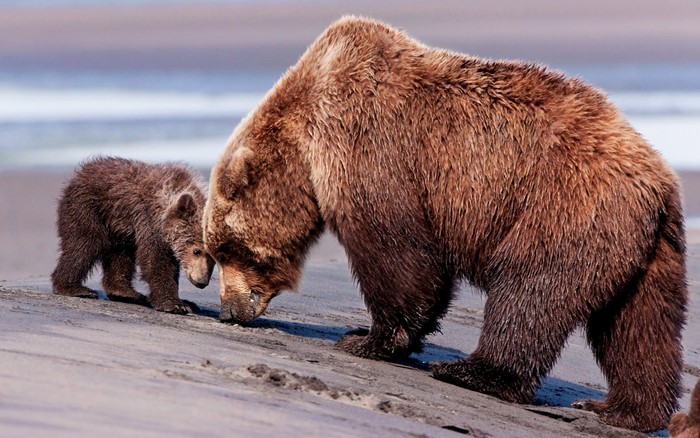 Mother and cub grizzly bears on a sandy shore