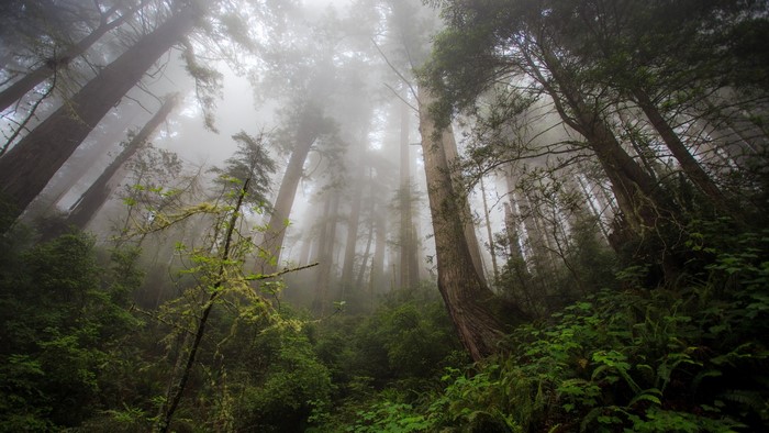 Misty redwood forest with sunlight filtering through trees
