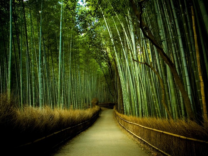 A path through a dense bamboo forest with sunlight.