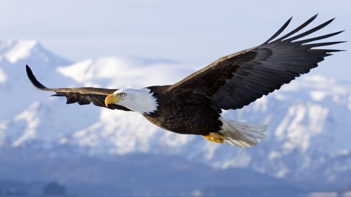 Majestic Bald Eagle in Flight Over Mountains