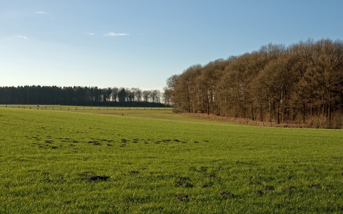 Green field with trees and blue sky