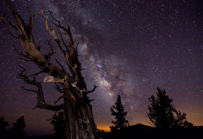 Ancient tree under the Milky Way