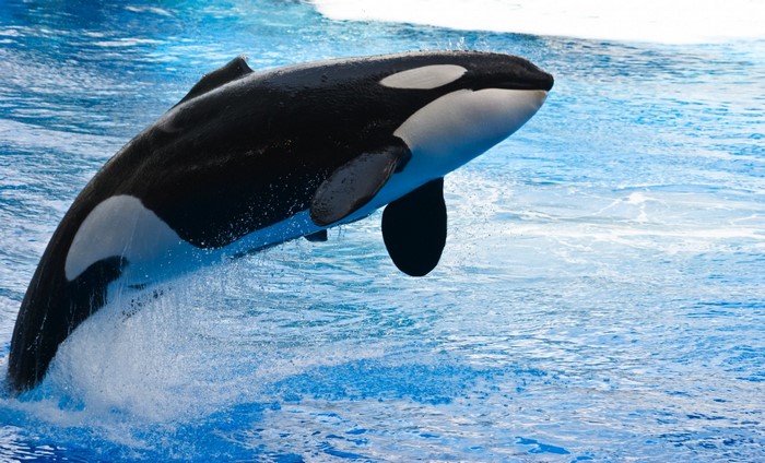 Orca whale jumping out of blue water