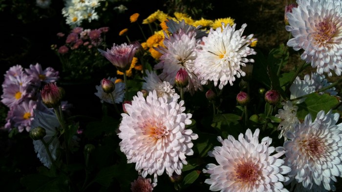 Close-up of blooming chrysanthemums in various colors