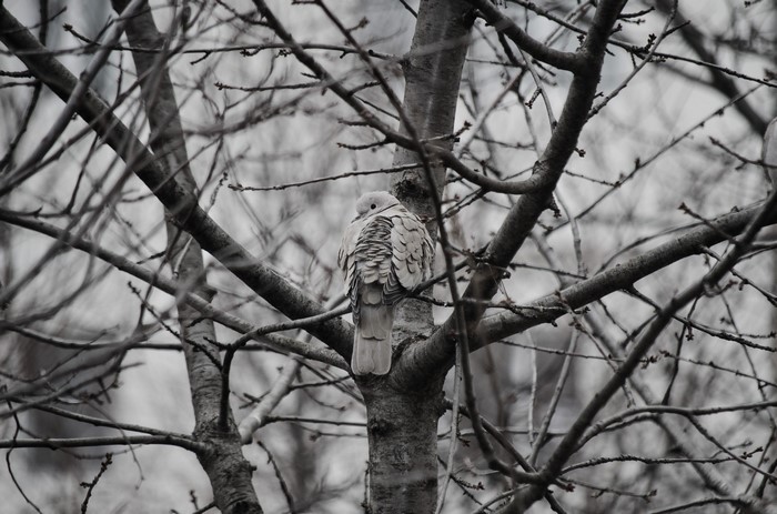 Monochrome image of a bird perched on a tree branch
